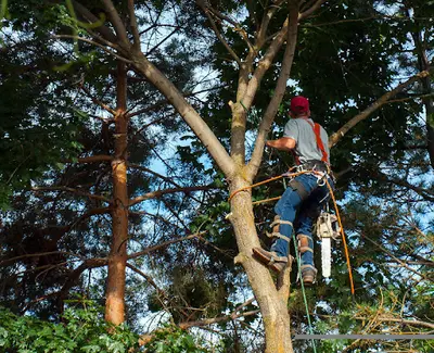 Fuhrmann Elagueur
