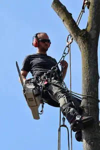 Esculape Elagage