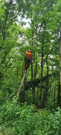 Pruning | Entreprise de Débroussaillage, Élagage et Abattage