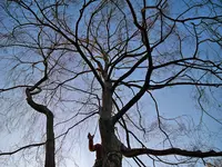 Beaux Arbres