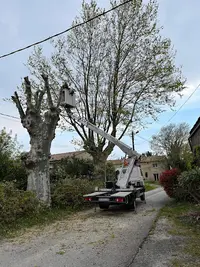 Elagage Aude - Gfm Destruction Guêpes et Frelons