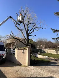 Lg Élagueur - Élagage Villeurbanne