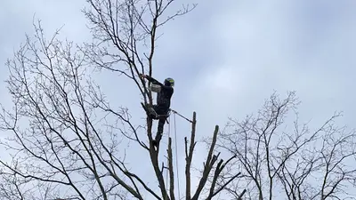 Entretien Espace Vert - Élagage Reinhard - Vitry-sur-seine