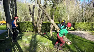 Arbor Environnement