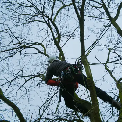 Arbor Élagage
