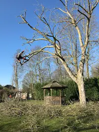 L’élagueur Ô Cœur de L’arbre