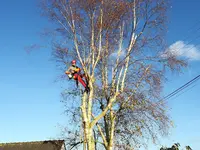 Élagueur Mulhouse : Heitzmann Élagage, Abattage d'Arbres, Paysagiste, Entretien des Espaces Verts