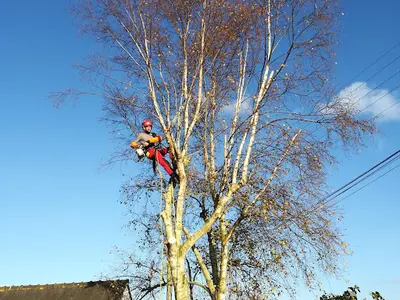 Élagueur Mulhouse : Heitzmann Élagage, Abattage d'Arbres, Paysagiste, Entretien des Espaces Verts